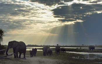 Elephants share the Chobe River floodplain with the human residents of the area.